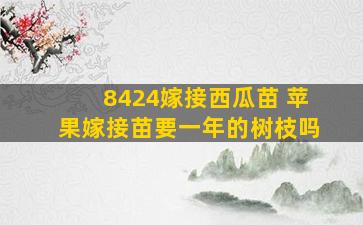 8424嫁接西瓜苗 苹果嫁接苗要一年的树枝吗